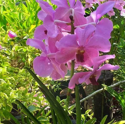 Orchid Sunset Affittacamere Baie Lazare (Mahe)