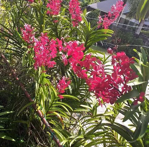 Orchid Sunset