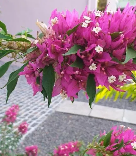 Affittacamere Orchid Sunset *