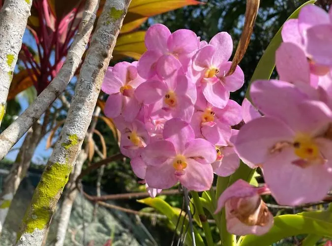 Orchid Sunset