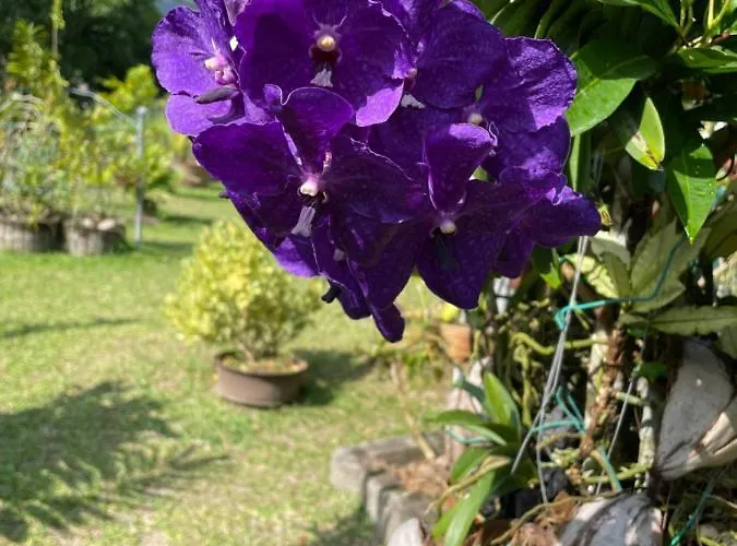 Orchid Sunset Affittacamere Baie Lazare (Mahe)